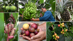 이상기후에 열대과일 무럭무럭.jpg